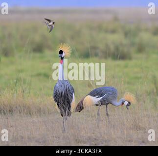Une paire de grues grises (grises, ou africaines) couronnées (Balearica regulorum) se nourrissant près du lac Savanna, et une queue d'aronde volant, Amboseli NP, Kenya Banque D'Images