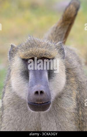 Portrait masculin de babouin jaune (Papio cynocephalus), parc national d'Amboseli, Kenya. Banque D'Images