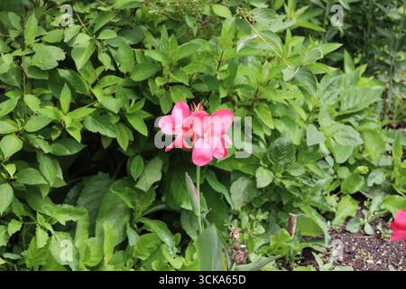 petit groupe de fleurs rouges roses sur fond de feuilles vertes denses et de feuillage Banque D'Images