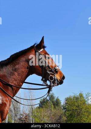Cheval brun avec harnais en cuir Banque D'Images