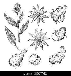 Artichaut de Jérusalem, Helianthus tuberosus, dessin détaillé noir et blanc de tubercules et de fleurs. Eléments de conception isolés par vecteur. Illustration de Vecteur