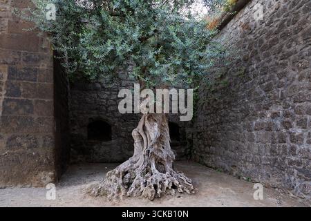 Un vieil olivier se trouve à l'extérieur du Bastion Parsano à Sorrente. Sur la baie de Naples depuis Sorrente, Banque D'Images