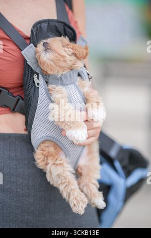 Une femme tient un petit chien dans un porte-chien. Le chien dort et le porteur est attaché au dos de la femme Banque D'Images