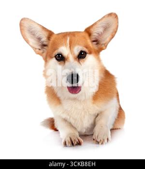 Pembroke Welsh Corgi devant un fond blanc Banque D'Images