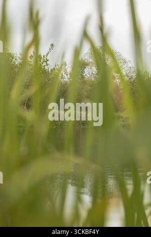 Une scène tranquille de haute herbe verte encadrant un plan d'eau calme, avec des arbres et des arbustes en arrière-plan, reflétant le charme rural de la Biélorussie. Banque D'Images