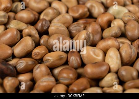Macro de haricots vicia faba crus secs entiers non cuits Banque D'Images