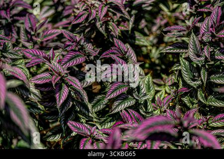 Gros plan de feuillage violet et vert éclatant avec des feuilles texturées. Banque D'Images