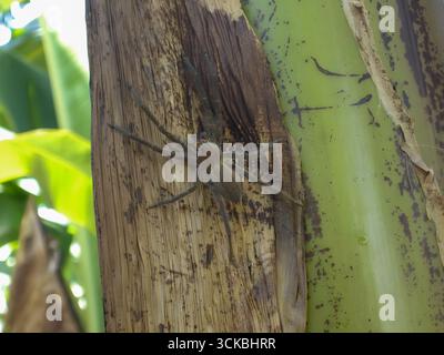 Araignée Cupiennius camouflée sur un tronc de bananier dans la forêt tropicale humide du Costa Rica, se mélangeant dans des textures d’écorce. Banque D'Images