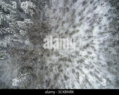Forêt dense capturée d'en haut, avec des arbres poussiéreux de neige disposés en un motif radial, montrant la symétrie naturelle dans un paysage hivernal. Banque D'Images