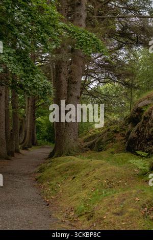 Un sentier forestier sinueux en Norvège entouré de grands arbres, d'un feuillage dense et d'un sol couvert de mousse. Un affleurement rocheux ajoute de la texture à la scène tranquille. Banque D'Images