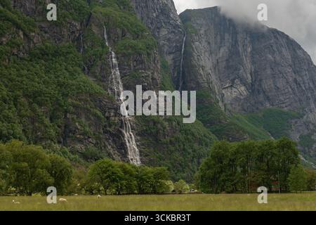 Une grande cascade coule le long d'un versant rocheux et escarpé à Lysebotn, en Norvège, entouré d'une végétation luxuriante, de moutons de pâturage et d'une prairie herbeuse. Banque D'Images