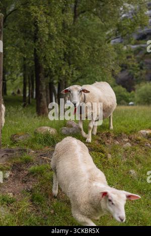 Deux moutons dans une prairie herbeuse à Lysebotn, Norvège, entourés d'arbres et de rochers. Un mouton avance tandis que l'autre regarde la caméra. Banque D'Images