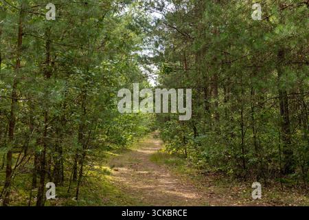 Un sentier de terre serpente à travers une forêt dense à Nowy Lubiel, en Pologne, avec de grands pins, une végétation luxuriante et la lumière du soleil filtrant à travers la canopée. Banque D'Images