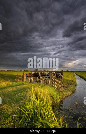 Un paysage hollandais typique sous le niveau de la mer avec des canaux et un ciel sombre Banque D'Images