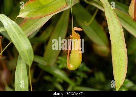 Plante de pichet unique accrochée au milieu d'une végétation luxuriante dans un habitat tropical pendant la journée dans un jardin botanique Banque D'Images