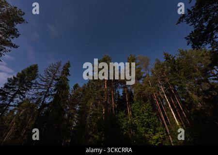 Une vue à couper le souffle en bas angle d'une majestueuse forêt de pins silhouettée contre un ciel nocturne magnifique, clair et rempli d'étoiles. Banque D'Images