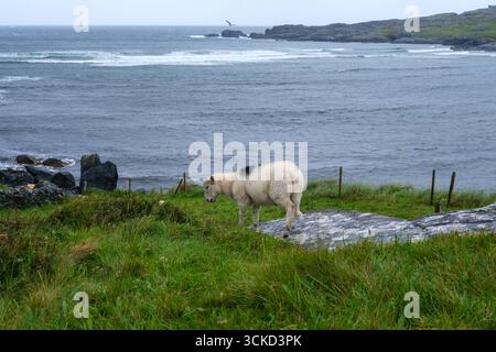 Un mouton solitaire pèle paisiblement sur une herbe verte luxuriante près de la côte accidentée de l'Irlande. Le ciel couvert reflète la tranquillité, tandis que les vagues s'écrasent Banque D'Images