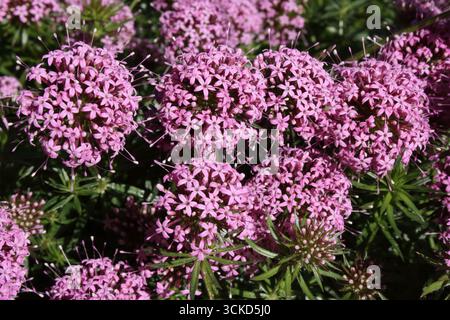 Fleurs d'armoise caucasienne (Phuopsis stylosa) Banque D'Images