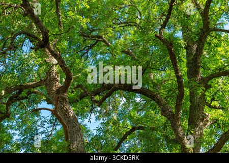 Grand frêne Fraxinus montrant des feuilles et des branches à la fin de l'été Banque D'Images