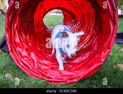 Londres, Royaume-Uni. 11 septembre 2025. Jack Russel Annie, député de Mark Ferguson, âgé de 14 ans, est une dame senior, qui prend tout dans sa foulée. Les députés amoureux des chiens et leurs chiens participent au concours du chien de l'année de Westminster, organisé par le Kennel Club et Dogs Trust, pour sensibiliser le public au bien-être canin. Gagnants : Steve Darling député et Jennie le chien de travail du Retriever (vote populaire), Sarah Edwards députée et Poykee le Keeshond (1er), Becky Gittins députée et Mabel la boxeuse Staffy Cross (2e), Andrew Snowden député et Lucy la Labrador noire (3e). Crédit : Imageplotter/Alamy Live News Banque D'Images