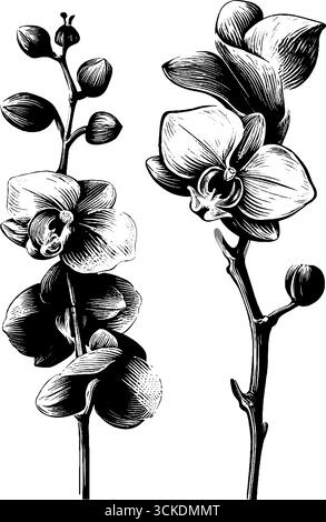 Ensemble d'illustration gravé vintage de tiges d'orchidée pour la conception botanique. Illustration de Vecteur
