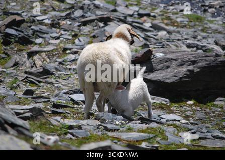 Bébé mouton mangeant dans les montagnes Banque D'Images