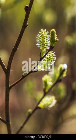 Gros plan des bourgeons de saule au début du printemps Banque D'Images