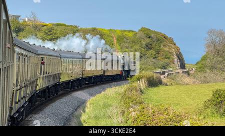 Paignton, Devon, Angleterre, Royaume-Uni - 24 avril 2025 : moteur à vapeur tirant un train d'autocars d'époque à travers la campagne sur le chemin de fer à vapeur de Dartmouth. Banque D'Images