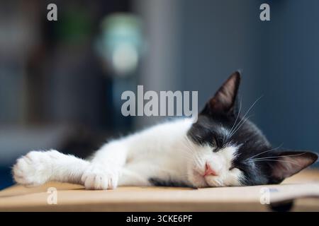Un chaton noir et blanc dort sur un plancher de bois franc avec une porte en arrière-plan Banque D'Images