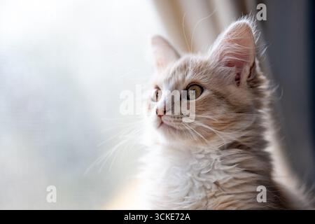 Un chaton moelleux, aux cheveux moyens, au gingembre buff orange tabby regarde par une fenêtre couverte de moustiquaire en plein soleil. Banque D'Images