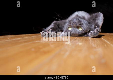 Une photo amusante d'un chat bleu russe couché sur son dos à l'envers sur un plancher de bois franc avec un fond noir. Banque D'Images