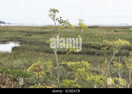 Fenouil en fleurs (Foeniculum vulgare) à Leigh on Sea, Essex Banque D'Images