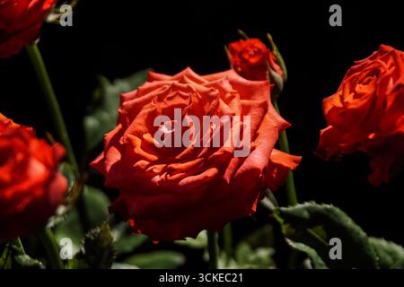 Des roses rouges éclatantes fleurissent dans un cadre sombre lors d'une visite du jardin en fin d'après-midi Banque D'Images