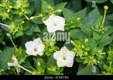 Fleurs de bougainvilléa colorées épanouies parmi des feuilles vertes luxuriantes, montrant des bractées blanches, jaunes et roses dans un jardin méditerranéen lumineux Banque D'Images