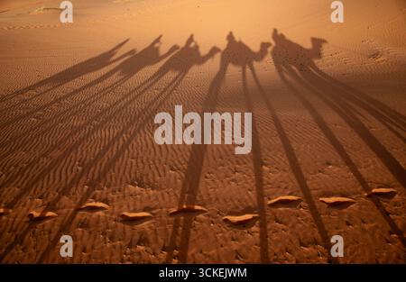 Silhouette de chameaux et de cavaliers contre le sable doré au coucher du soleil à Merzouga, désert du Sahara. Banque D'Images