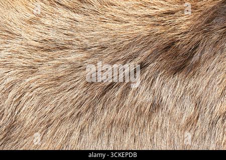 Fourrure d'animal brun gros plan. Fond texturé naturel de poils de mammifères sauvages. Détail de la surface en fourrure douce. Banque D'Images