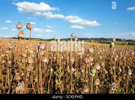 Champ de pavot en été, lorsque la plupart des têtes de pavot sont séchées et prêtes pour la récolte, en latin Papaver somniferum, le pavot est cultivé en République tchèque Banque D'Images