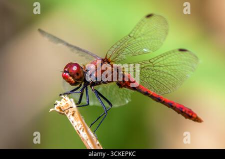 Libellule rouge dard en latin Sympetrum sanguineum Banque D'Images