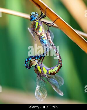 Libellule migratrice faucheuse en latin Aeshna mixta est une libellule bleu brun et vert de couleur vivant dans le sud et le centre de l'europe, insecte européen Banque D'Images