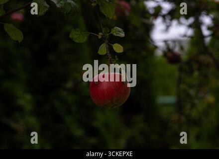 Close -up une pomme mûre accrochée à une branche d'arbre avec des feuilles vertes dans un jardin Banque D'Images