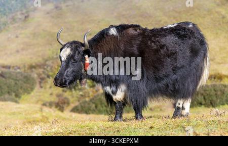 Yak ou dzo, yak noir et blanc sur prairie, en latin Bos mutus grunniens Banque D'Images