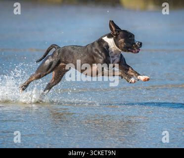 Une femme adulte Staffordshire-Bull-terrier court et joue sur la plage Banque D'Images