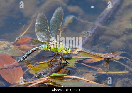 Femelle Emperor Dragonfly (Anax imperator) oeuf pondant dans un étang Peak District. Banque D'Images