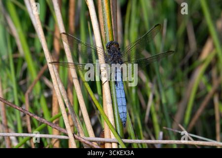 Écumeur à quille mâle (Orthetrum coerulescens) sur une tige dans le Peak District, en Angleterre Banque D'Images