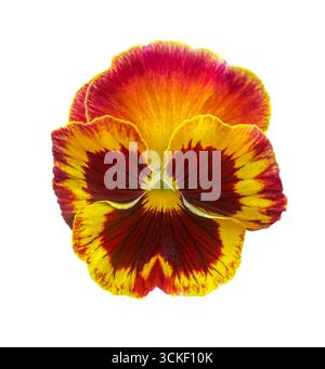 Jaune et rouge jardin tricolore fleur de Pansy ou Viola wittrockiana, arvensis, heartsease, violet, kiss-me-Quick. Élément de design floral pour cartes, invit Banque D'Images