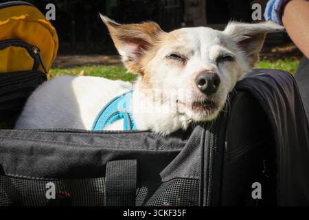 Londres, Royaume-Uni. 11 septembre 2025. Jack Russel Annie, député de Mark Ferguson, âgé de 14 ans, est une dame senior, qui prend tout dans sa foulée. Les députés amoureux des chiens et leurs chiens participent au concours du chien de l'année de Westminster, organisé par le Kennel Club et Dogs Trust, pour sensibiliser le public au bien-être canin. Gagnants : Steve Darling député et Jennie le chien de travail du Retriever (vote populaire), Sarah Edwards députée et Poykee le Keeshond (1er), Becky Gittins députée et Mabel la boxeuse Staffy Cross (2e), Andrew Snowden député et Lucy la Labrador noire (3e). Crédit : Imageplotter/Alamy Live News Banque D'Images
