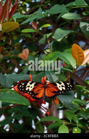 Un papillon orange, blanc et noir (Heliconius hecale, le tigre longant) sur une plante, ailes ouvertes Banque D'Images