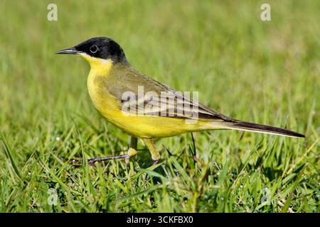 Wagtail à tête noire (Motacilla feldegg, Motacilla flava feldegg), marchant sur une pelouse, Italie, Toscane Banque D'Images