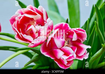 Image de deux bourgeons de tulipe ouverts pivoine rose Columbus Banque D'Images