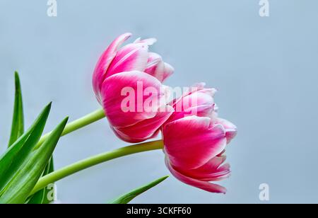 Image de deux bourgeons de tulipe ouverts pivoine rose Columbus Banque D'Images